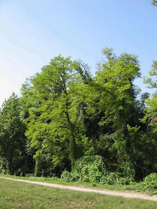  Image name: robinia3.jpg 
 width: 518 pixel 
 height: 690 pixel 
 Size: 113969 bytes 
 Click to enlarge 